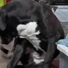 Beautiful giant came corso pup
