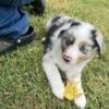 CKC registered Australian Shepherd puppies