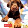 Doberman pinscher puppies