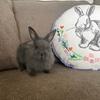 LIONHEAD/ MINI REX MIXES