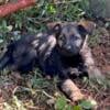 Akc German Shepherd puppies 