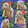 English bulldog Lilac UK BLOODLINE call or text 