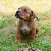 Pocket American Bully Puppies with Champion Bloodline