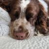 Young English Springer Spaniel