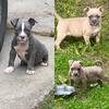 2 females left available 