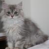 Supre Rare British Longhair Blue Golden Marble Tabby TICA