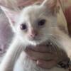 Flame point siamese male kitten