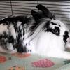 female lionhead