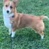 Pembroke Welsh Corgi