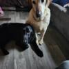 Labrador Retriever Dogs looking for home