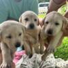 AKC registered lab puppies for sale- 2 yellow/white males left