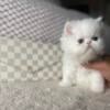 Beautiful Persian kittens