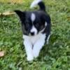 Border Pap.  Papi Collie.  Hybrid Mini Border Collies