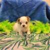 Petey tiny morkie