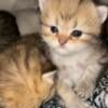 Adorable Dollface Golden Persian kittens