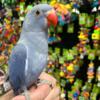 Tamed and lovely Indian ringneck parakeet available