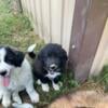 Livestock Guard Dog (LGD) Puppies - Karakachan/Great Pyranees