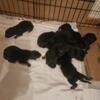 German shepherd puppies ready to go in January