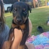 AKC Doberman Puppies