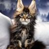 NewElite Maine coon kitten from Europe with excellent pedigree, male. EZ Renaldo