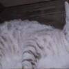 Seal Lynx Point Young Adult Queen