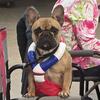 French Bulldog - Female