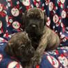 Beautiful reverse brindle Cane Corso male pup!