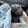 Champion bloodline cane corso