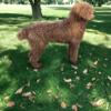 Standard poodle adults & pup