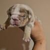 ENGLISH BULLDOG 