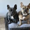 Frenchie male and female AKC