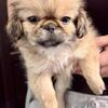 PERFECT PEKINGESE PUPPY