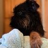 AKC Brussels Griffons