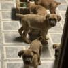 Cane Corsos Pups For Sale