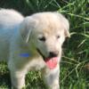 Anatolian Shepherd Puppies