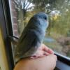 Parrotlet Baby Female 