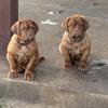 Dogue de Bordeaux Puppies ( French Mastiff)