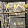 Canaries for sale white canaries and mosaic canaries