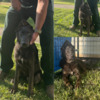 Blue German Shepherd Male 7 mos Old