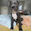 Cane Corso Puppies (Blue/Brindle/Chestnut/Tri with Light Eyes)
