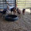 NUBIAN  GOAT BUCKLINGS WETHERS