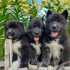 Akc registered Siberian huskies