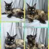 Calm Tortie poly 6/6/6/6