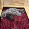 Silver Lab Puppies