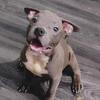 American Bully Puppies #6