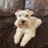 Retired breeding stud-white miniature schnauzer