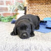Labrador Puppy - Stanley
