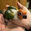 Hand Fed Sun Conure Babies