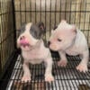 Bully puppy available to a good home