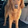 AKC Red Golden Retriever Stud Service